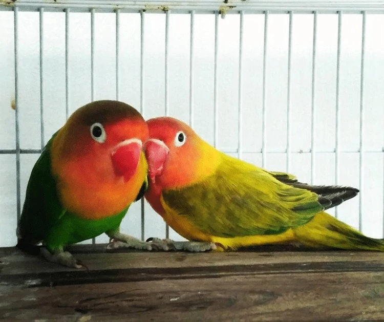 Manfaat Belimbing Wuluh Untuk Lovebird