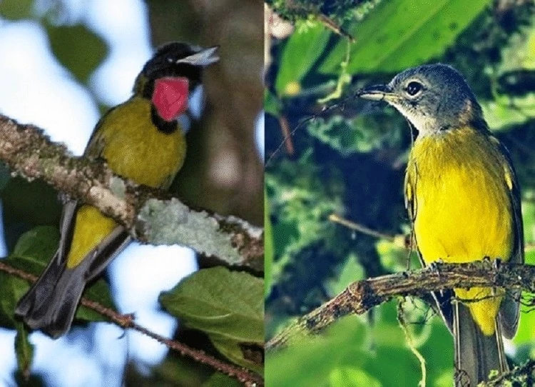 Perbedaan Burung Samyong Jantan dan Betina