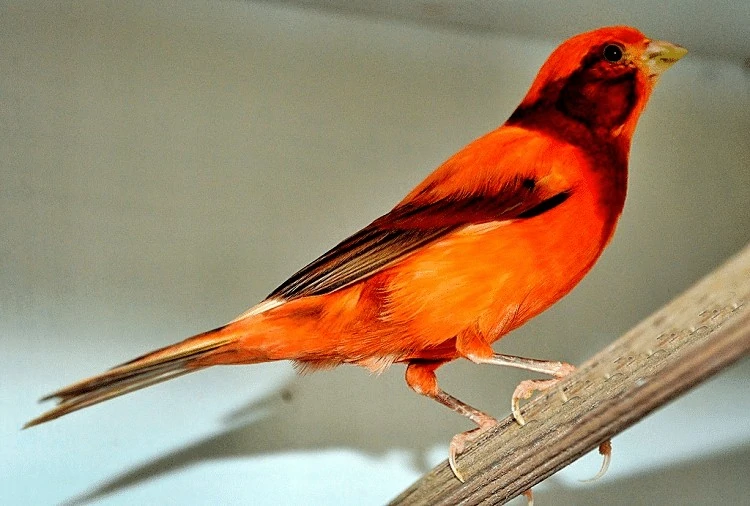 Tips Sukses Memelihara Burung Kenari Merah