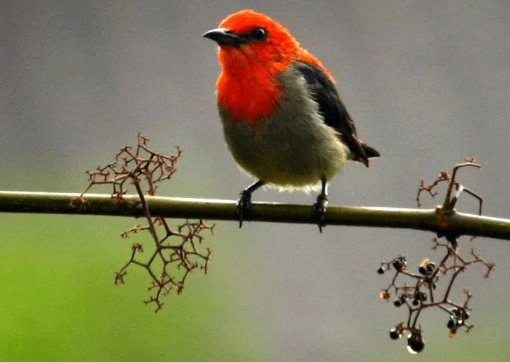 Burung Kamade Merah Jawa