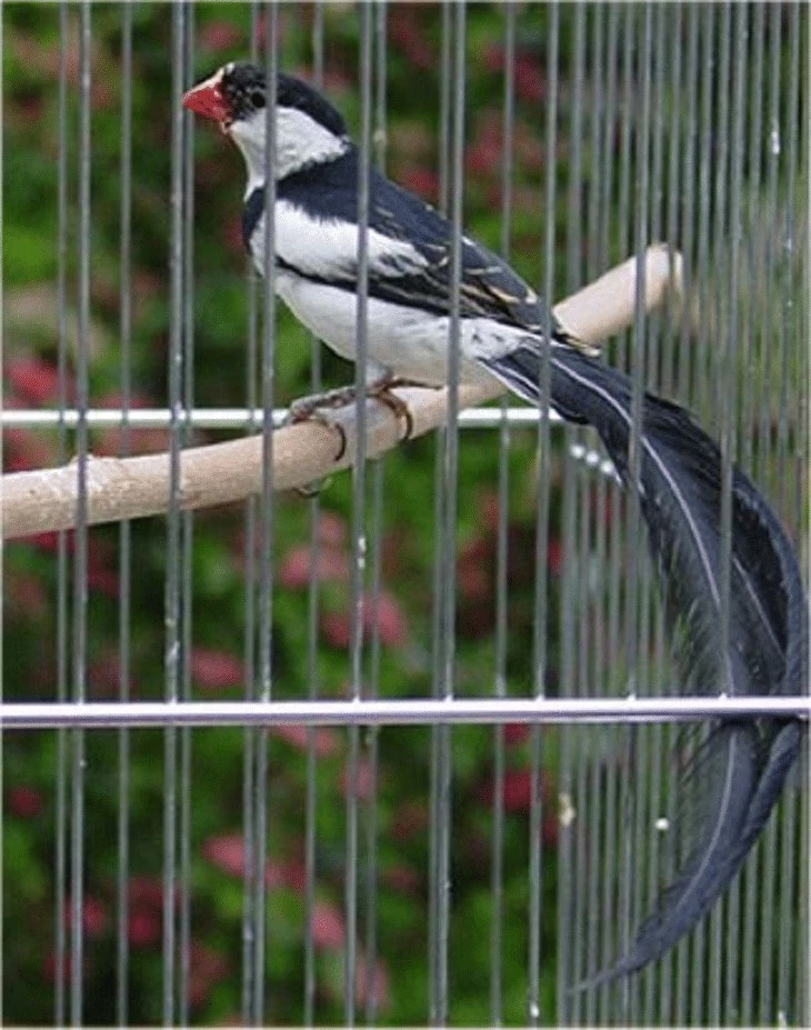 Ciri Burung Finch Ekor Panjang