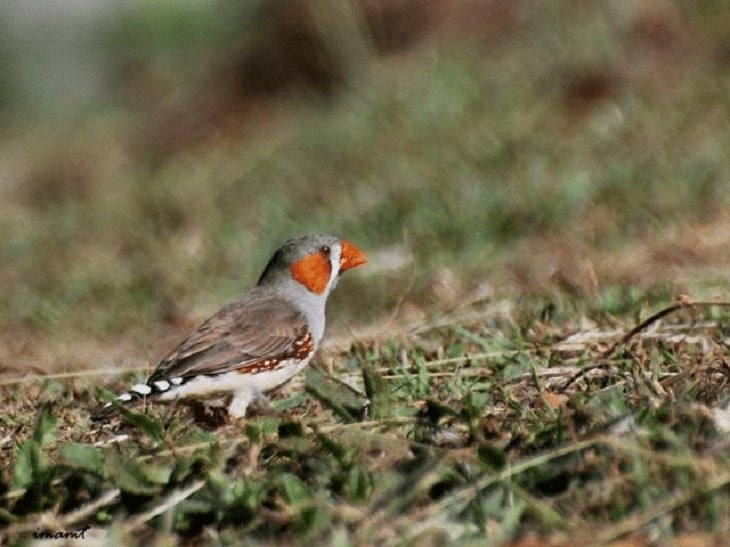 Habitat Burung Finch