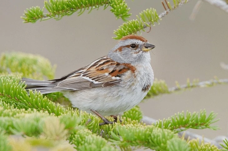 Jenis Burung American Sparrow