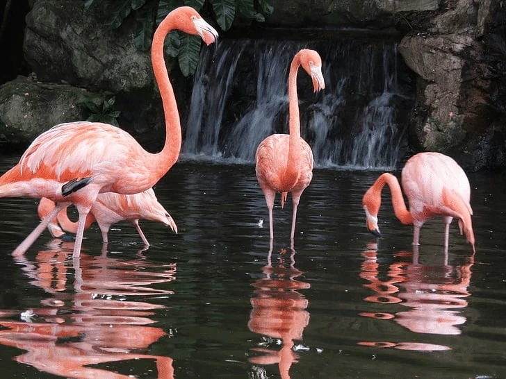 Perkembangbiakan Burung Flamingo