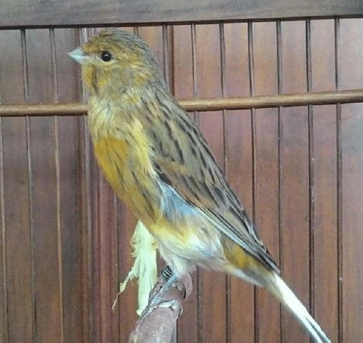 Burung Kenari Isabel
