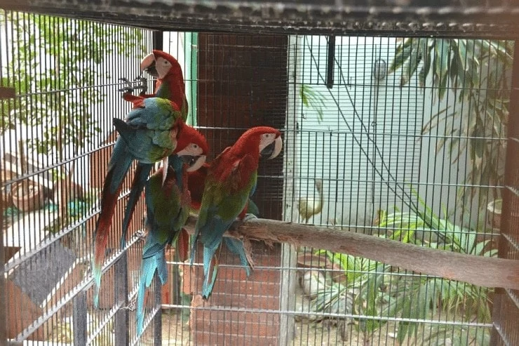 Kandang Burung Macaw
