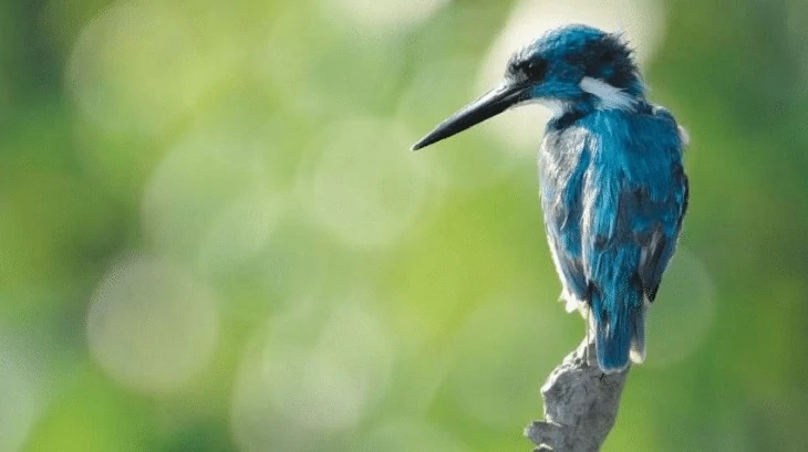 Karakteristik Burung Raja Udang Biru