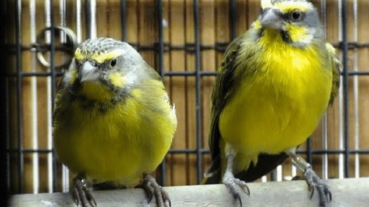 Cara Mengetahui Perbedaan Burung Mozambik Jantan Dan Betina