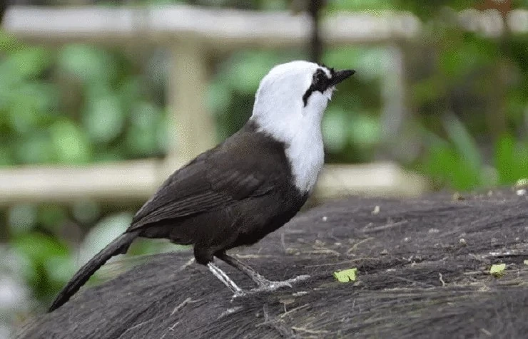 Burung Poksay Sumatera