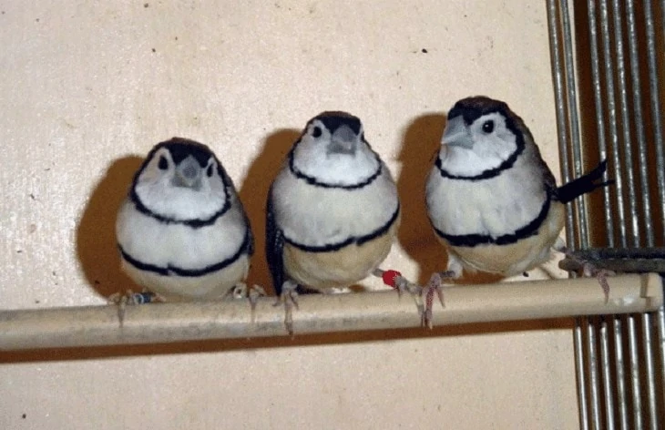 Cara Ternak Burung Owl Finch