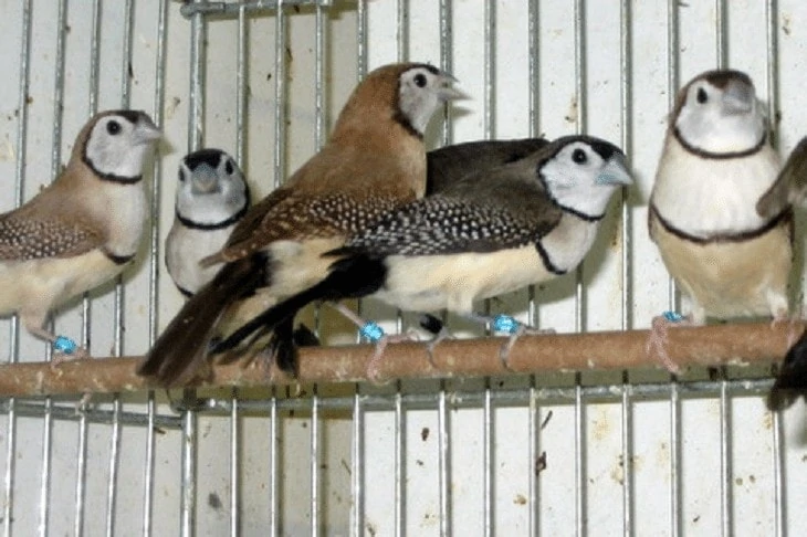 Kandang Ternak Owl Finch