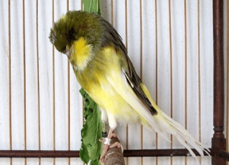 Penyebab Burung Kenari Suara Serak