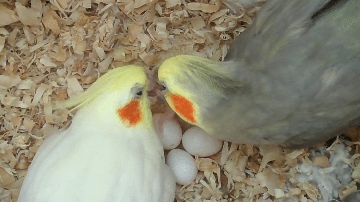 Proses Inkubasi Telur Cockatiel