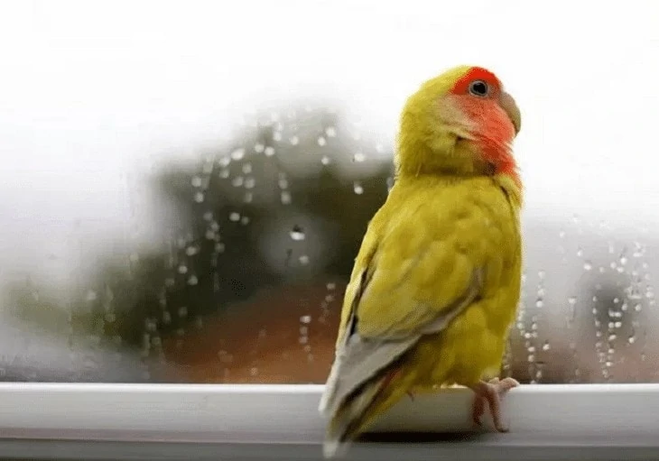 Perawatan Lovebird Saat Musim Hujan