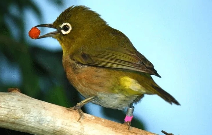 Penyebab Penyakit Aratan Pada Burung Pleci