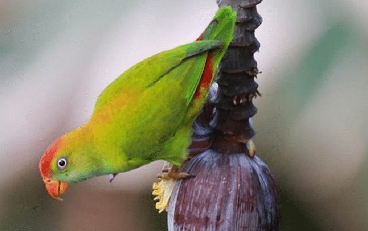 Serindit India (Vernal hanging parrot)