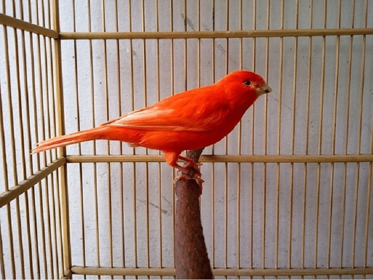 Burung Kenari Merah