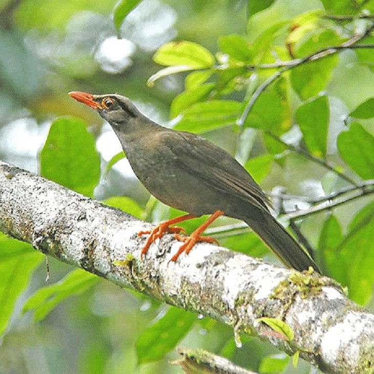 Ciri Khas Burung Anis Sulawesi