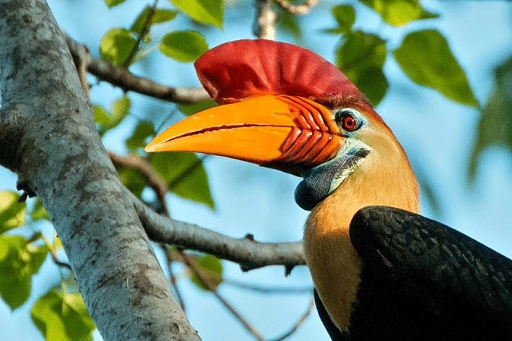 Ciri Khas Burung Julang Sulawesi