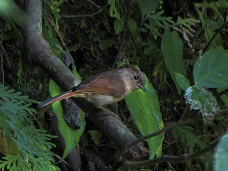 Daerah Persebaran Burung Wergan Jawa