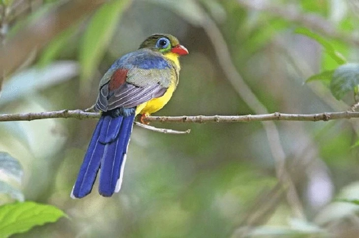 Habitat Burung Luntur Sumatera