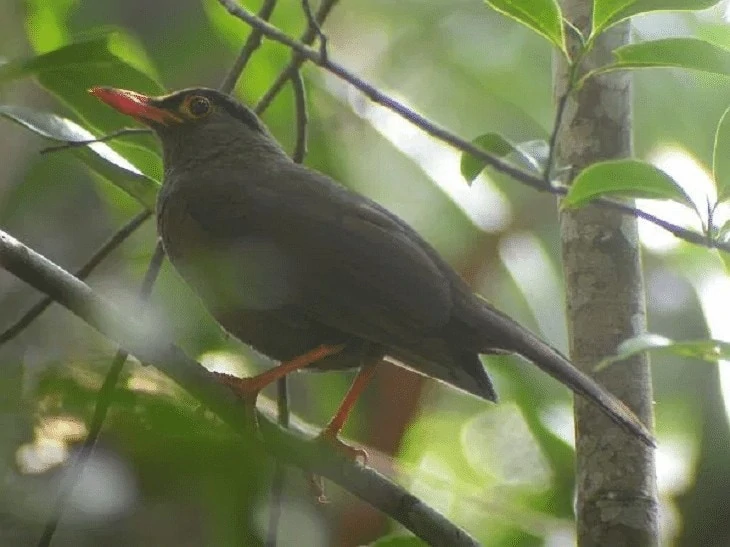 Populasi Burung Anis Sulawesi