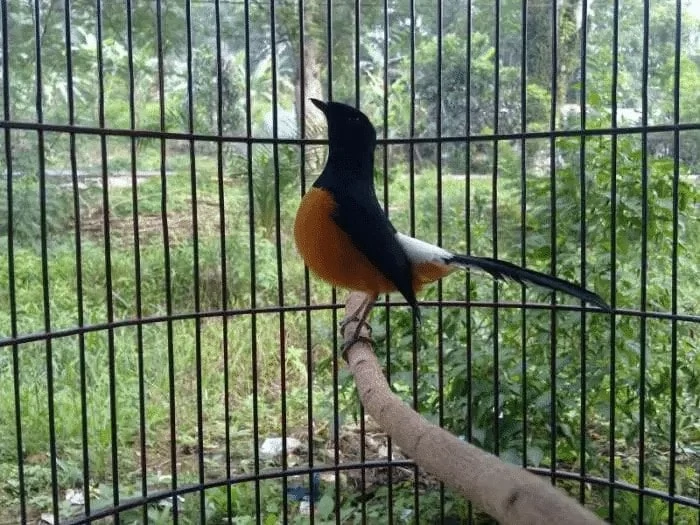 Sangkar Burung Murai Batu Borneo