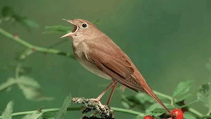 Suara Burung Nightingale