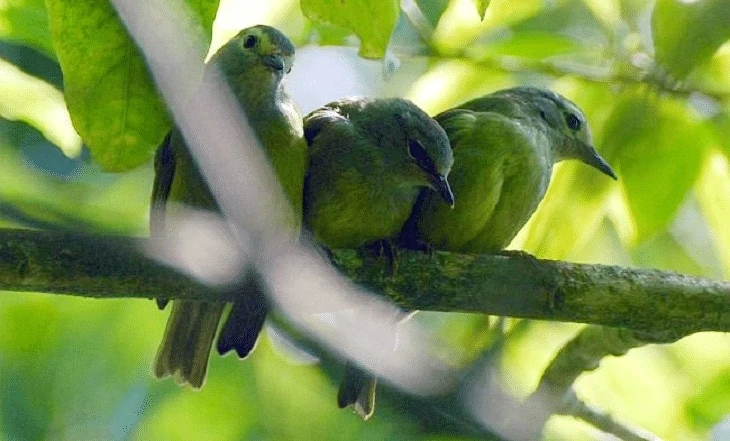 Suara Burung Opior Jawa