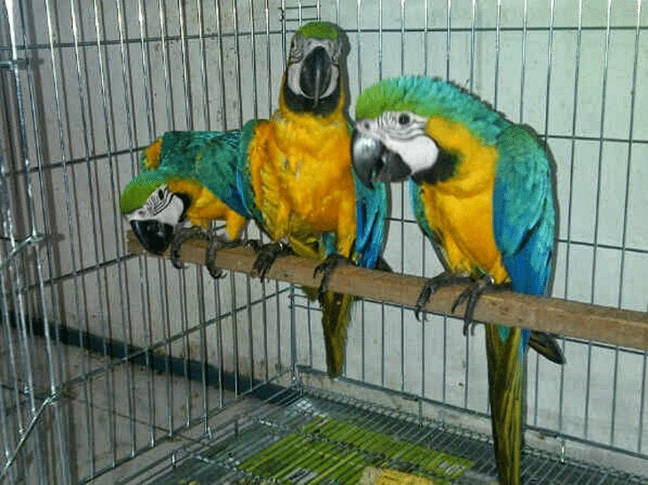 Tips Perawatan Burung Macaw yang Benar