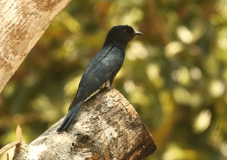 Burung yang berbulu hitam dan bersuara keras