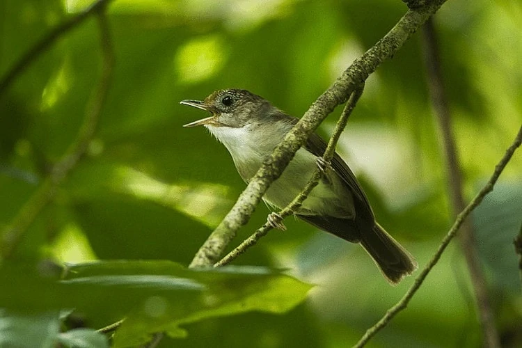 Habitat dan Daerah Persebaran Burung Asi Topi Sisik