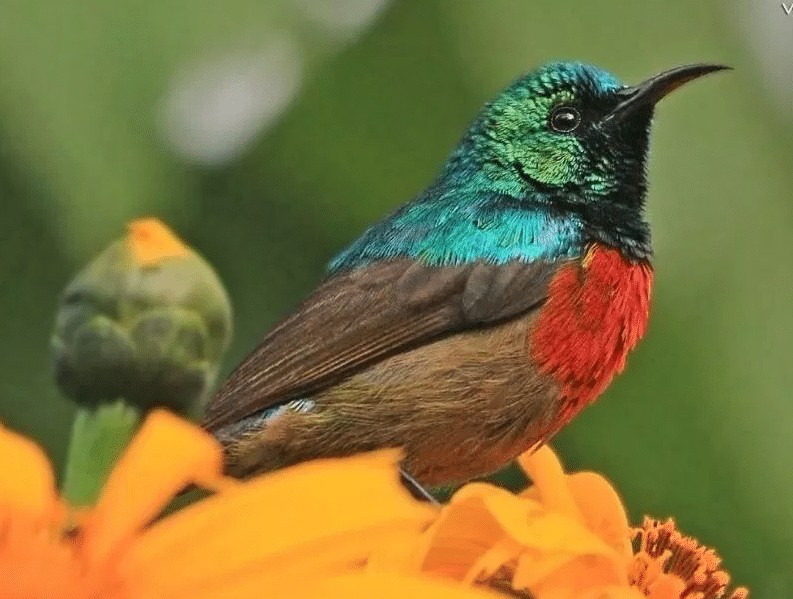 Habitat dan Daerah Persebaran Burung Madu Matari