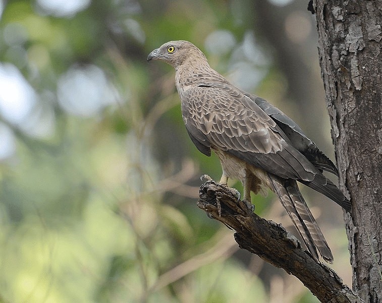Habitat dan Daerah Persebaran Burung Sikep Madu Asia