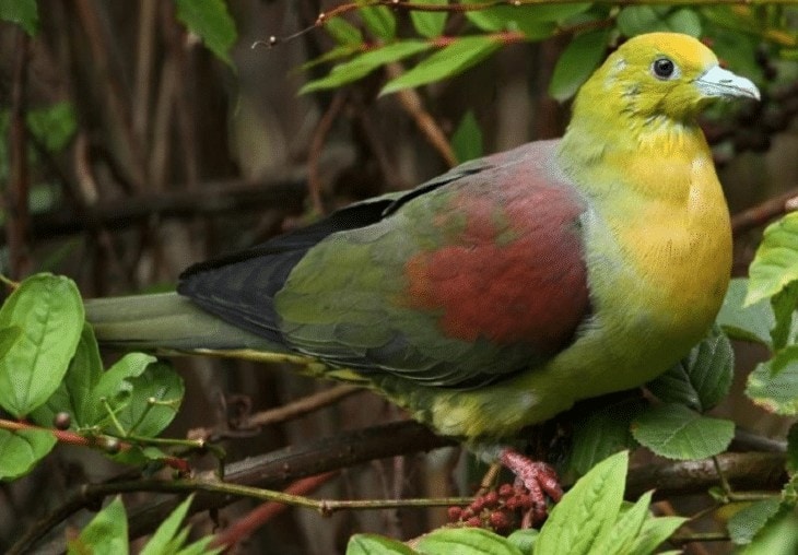 Jenis Burung Punai Di Indonesia