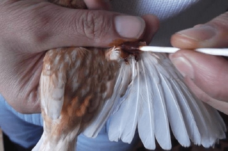 Cara Operasi Kista Pada Burung Kenari