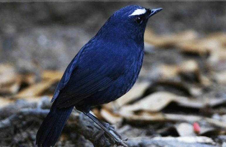 Burung Cingcoang Biru