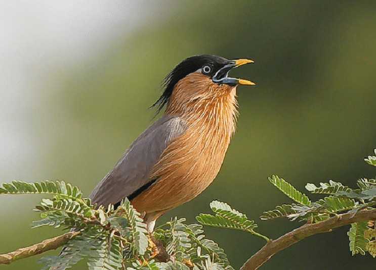 Burung Jalak Brahmana