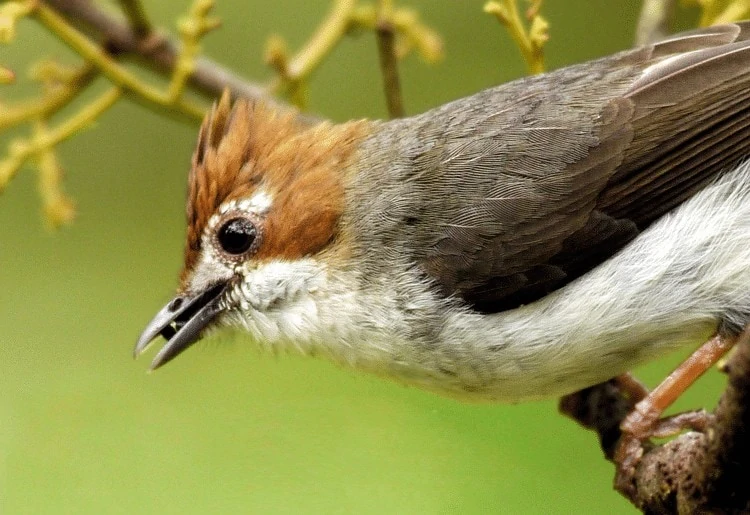 Burung Yuhina Kalimantan