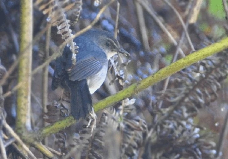 Ciri khas Burung Cingcoang Biru