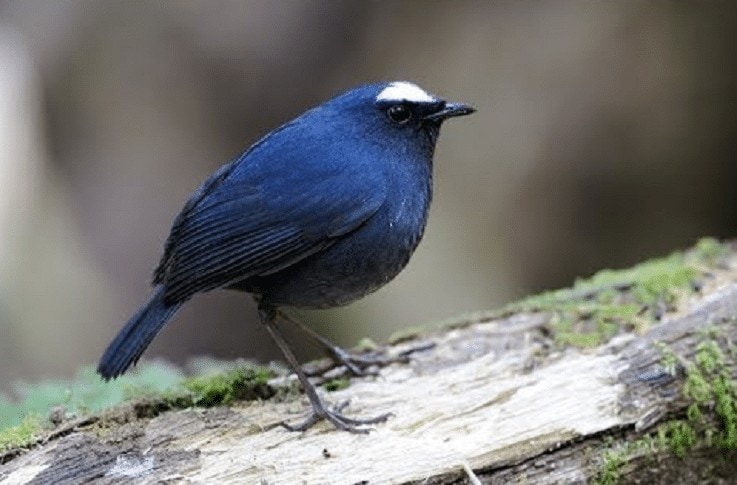 Daerah Persebaran Burung Cingcoang Biru