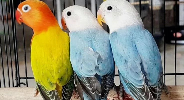 Beragam Mutasi Warna Lovebird Yang Tak Boleh Dikombinasikan