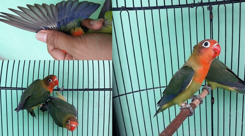 Cara Mencetak Mutasi Warna Baru Lovebird