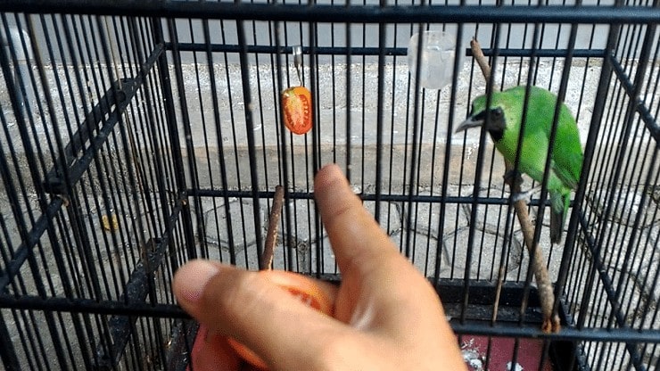 Cara Pemberian Tomat untuk Burung Cucak Ijo