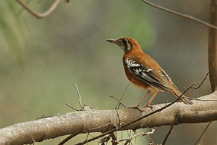 Daerah Persebaran Burung Anis Timor