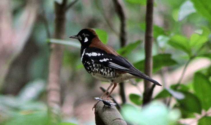 Habitat Burung Anis Nusa Tenggara