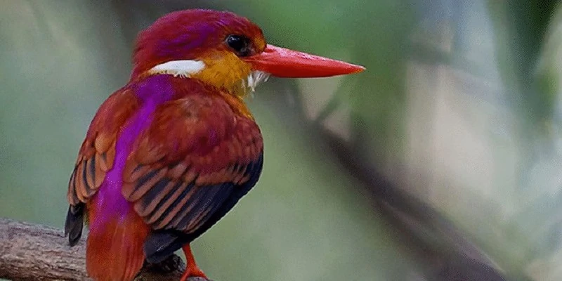 Karakteristik Burung Udang Merah Sangihe Yang Sudah Langka