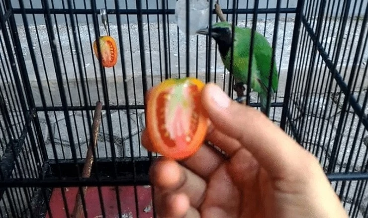 Manfaat Tomat untuk Burung Cucak Ijo