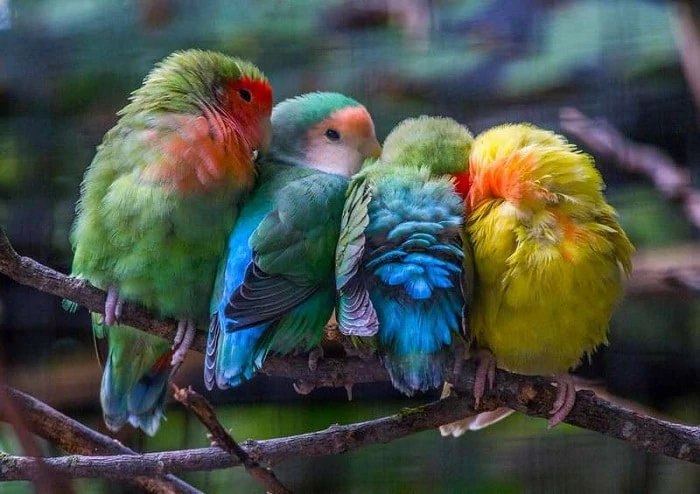 mutasi warna lovebird