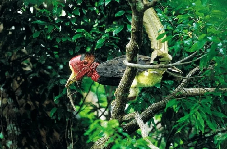 Mengenal Burung Enggang Gading Khas dari Kalimantan